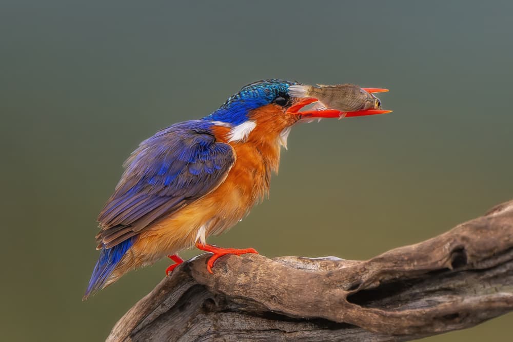 Vibrant Kingfisher Catch by Gary Hu — canvas wall art