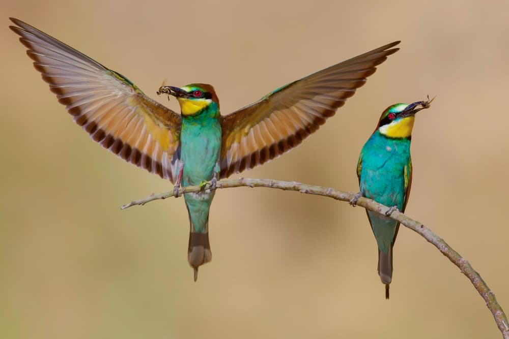 Vibrant Bee-eaters Landing by David Manusevich — canvas wall art