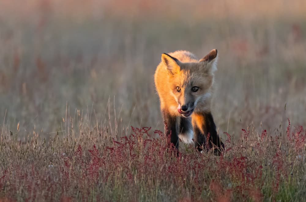 Golden Hour Fox Kit by Johnson Huang — canvas wall art