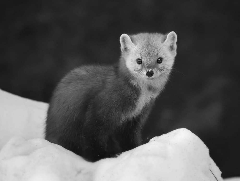 Winter Marten Portrait by Yanyan Gong — canvas wall art