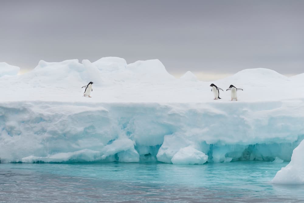 Penguins on Iceberg by José Manuel cruz — canvas wall art