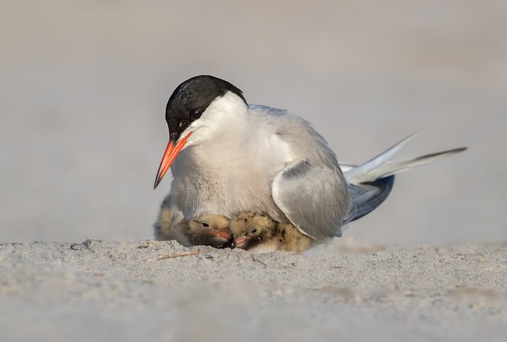 Mother Tern and Chicks by Greg Barsh — canvas wall art
