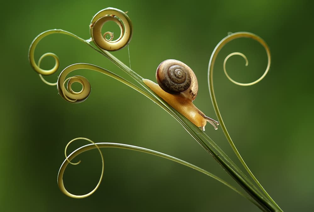 Snail on Spiraling Green by Abdul Gapur Dayak — canvas wall art