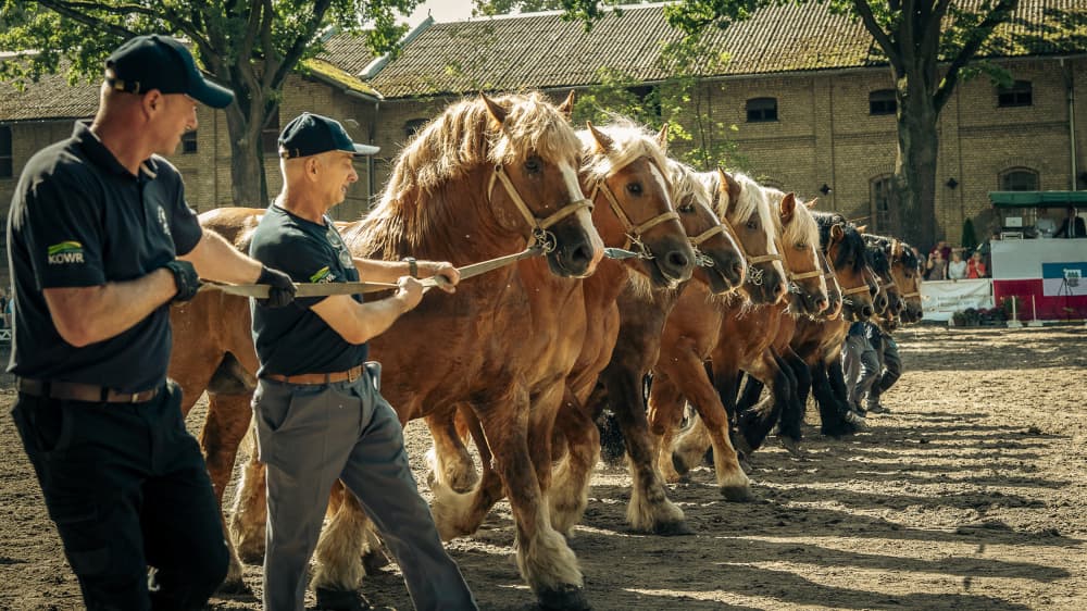 Powerful Draft Horse Team by Cembrzynski Ignacy — canvas wall art