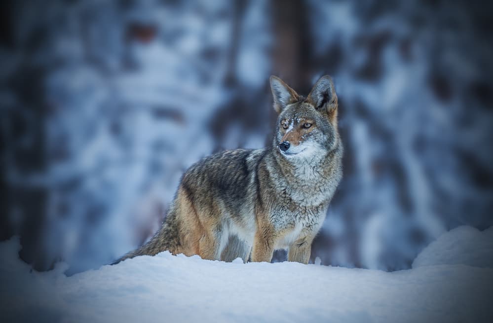 Winter Coyote Portrait by Jenny Qiu — canvas wall art