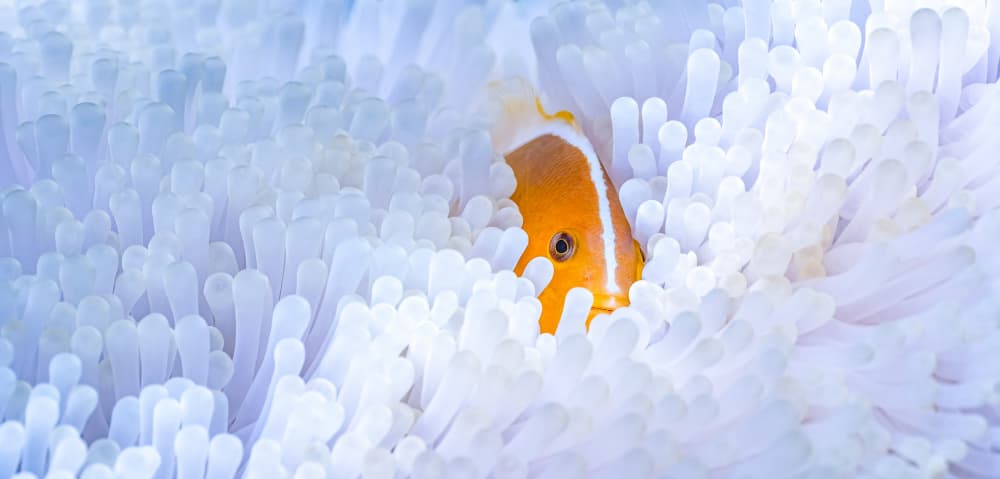 Clownfish In White Anemone by Serge Melesan — canvas wall art