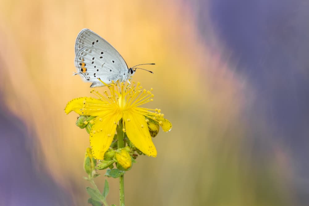 Delicate Butterfly Bloom by Rostislav Kralik — canvas wall art