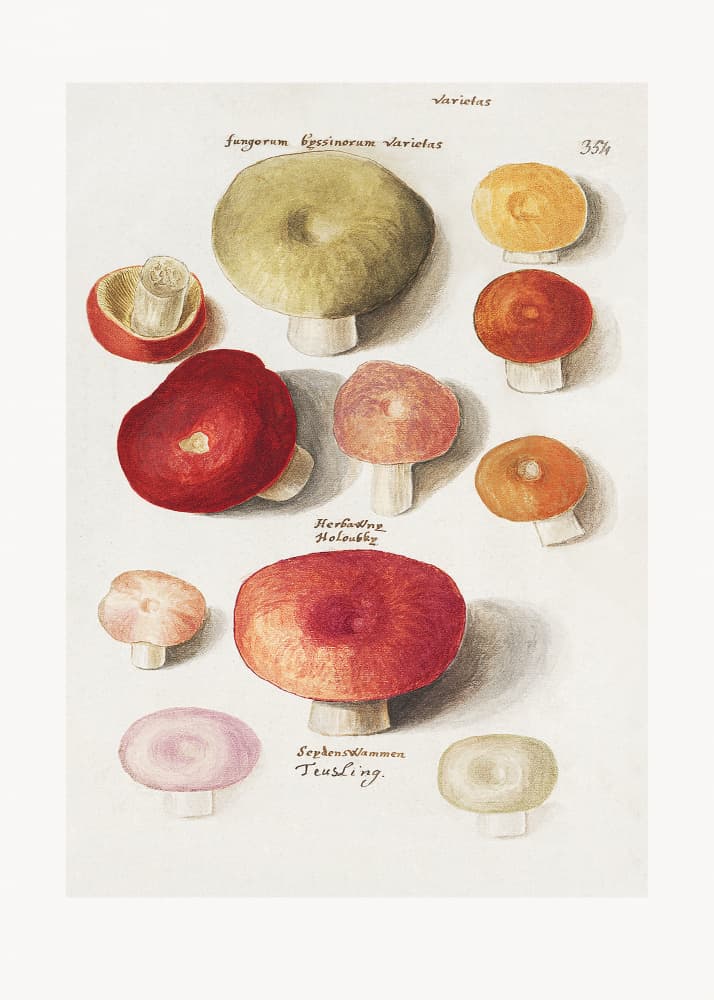 Boleten, Boletales Standing by Anselmus Boëtius De Boodt — canvas wall art