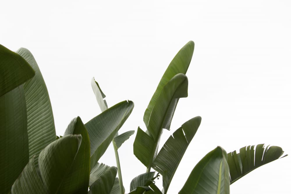 Bright Tropical Green Leaves by amini54 — canvas wall art