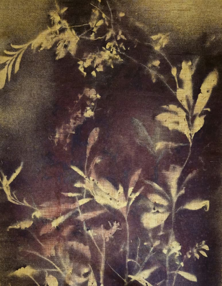 Dark Botanical Study by Stefano Mazzolini — canvas wall art