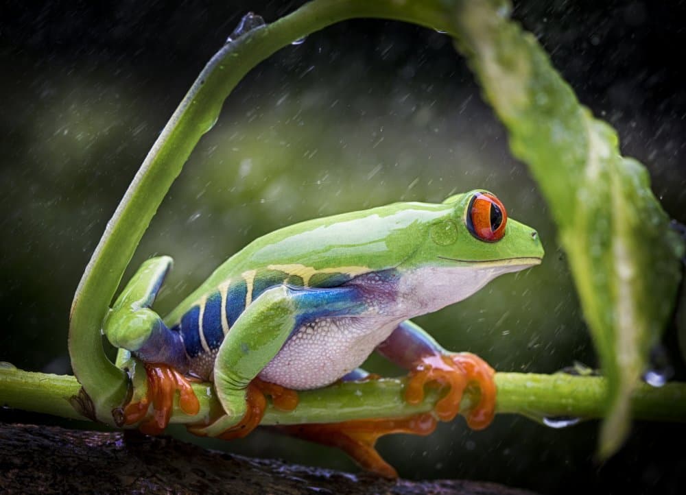 Vibrant Rainforest Frog by Angela Muliani Hartojo — canvas wall art