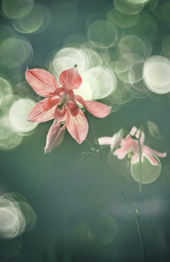 Dreamy Pink Flowers by Elisabeth van Helden — canvas wall art