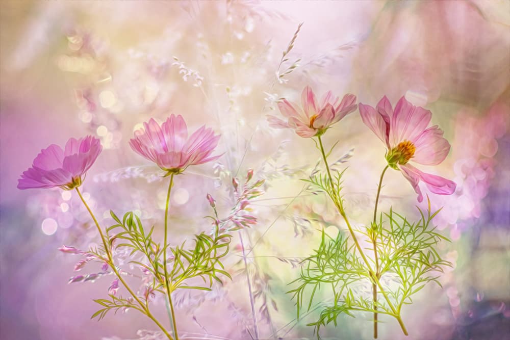 Dreamy Pink Cosmos Blooms by Hilda van der Lee — canvas wall art
