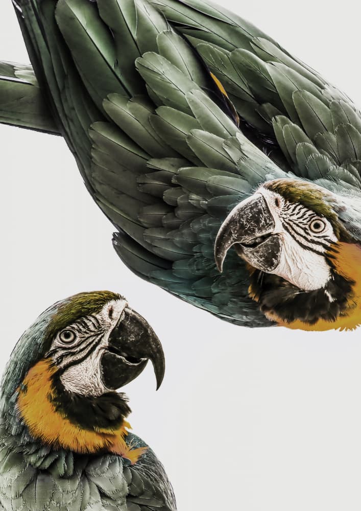 Vibrant Parrot Duo by Shot by Clint — canvas wall art