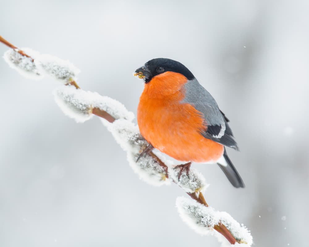 Winter Bullfinch on Willow by Annie Keizer — canvas wall art