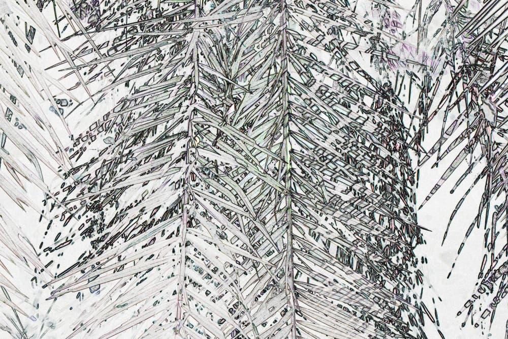 Evergreen Needle Pattern by Santhosh ch — canvas wall art