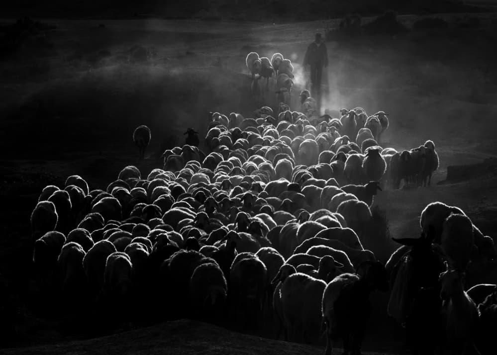 Backlit Sheep and Shepherd by Feyzullah Tunç — canvas wall art
