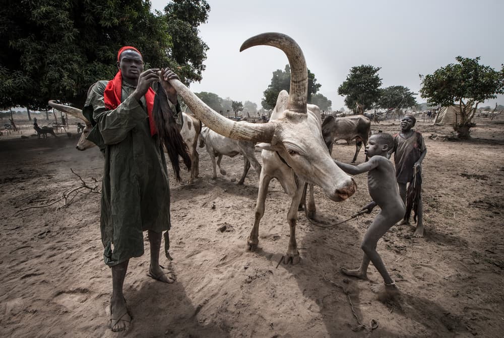 Dinka Cattle Herders by Joxe Inazio Kuesta Garmendia — canvas wall art