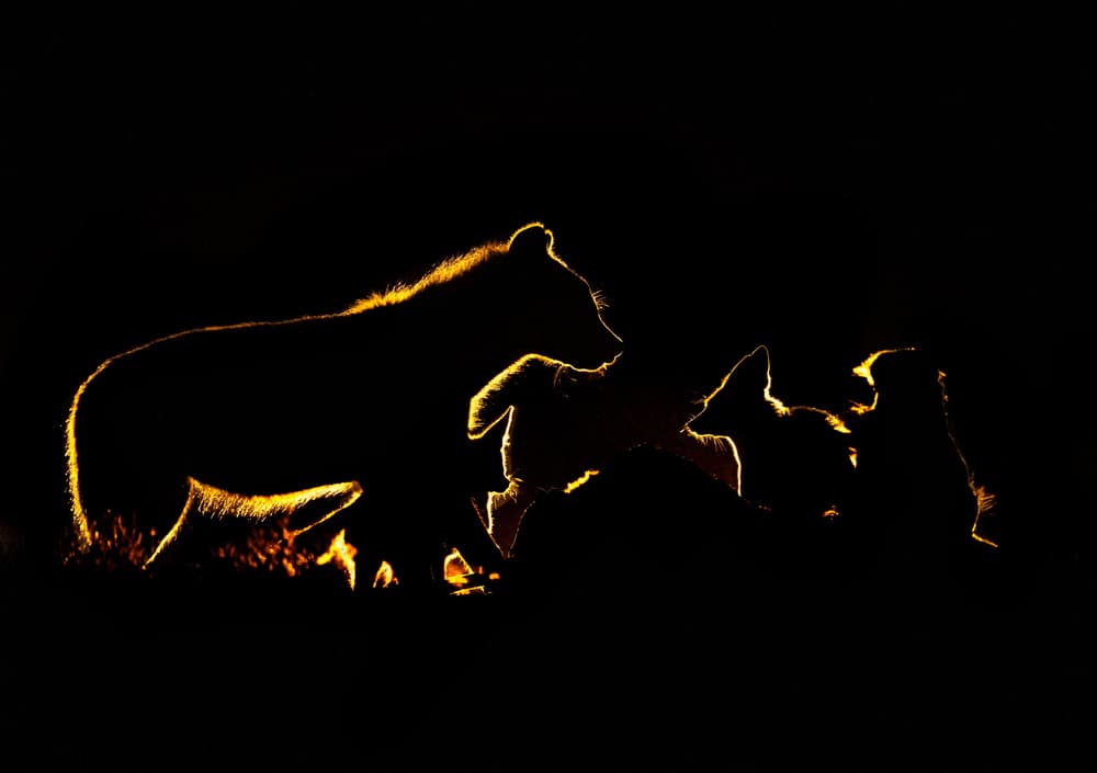 Golden Bear Family Silhouette by Leah Xu — canvas wall art
