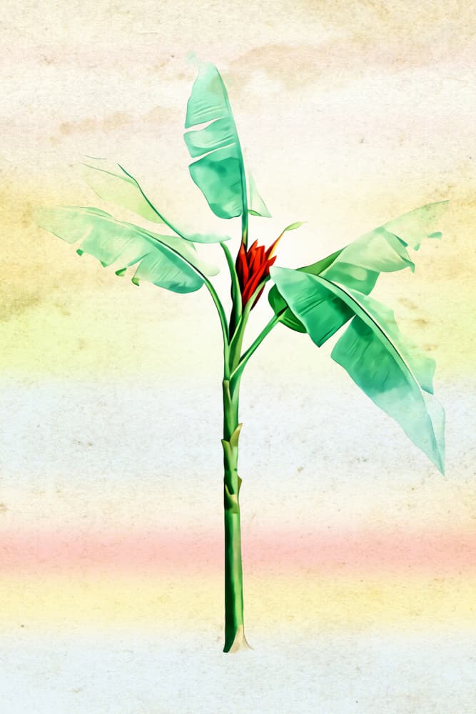 Tropical Banana Plant by Rafal Kulik — canvas wall art