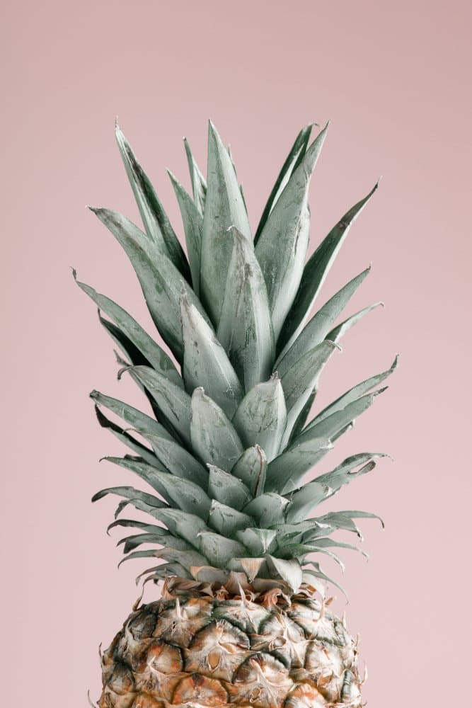 Tropical Pink Pineapple by Pictufy Studio III — canvas wall art