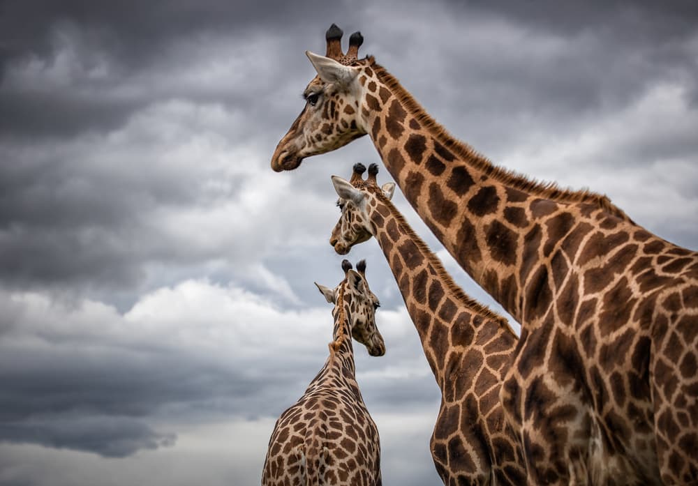 Towering Giraffes Moody Sky by Juan I. Cuadrado — canvas wall art