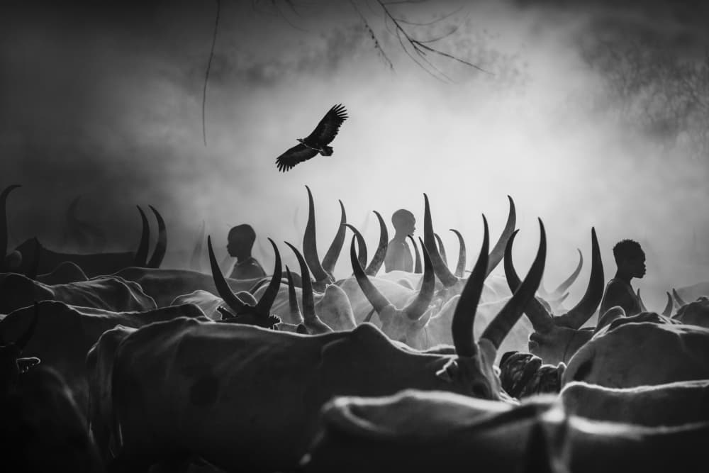 African Cattle Dawn by Svetlin Yosifov — canvas wall art