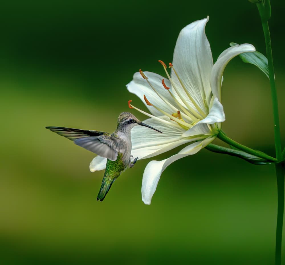 Hummingbird on White Lily by Hannah & Wei — canvas wall art