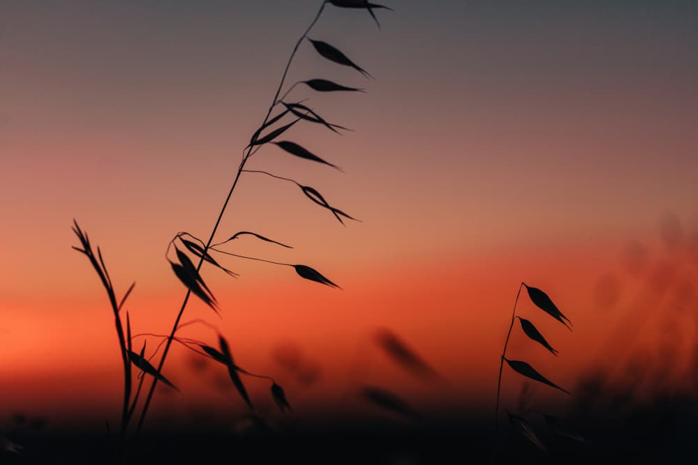 Tranquil Sunset Field by Javier Pardina — canvas wall art