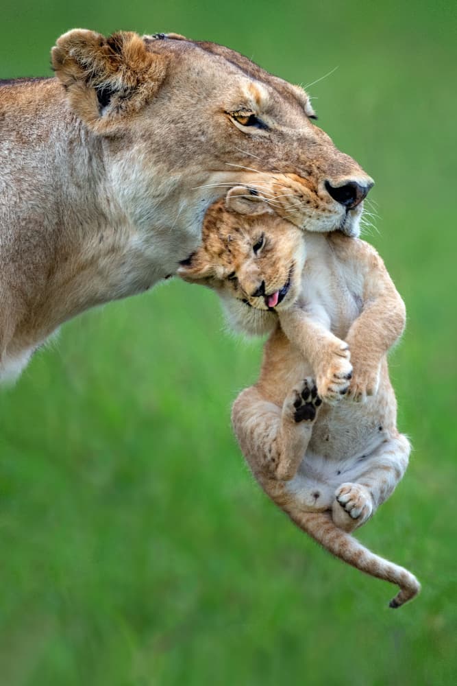 Lioness Carrying Cub by Xavier Ortega — canvas wall art