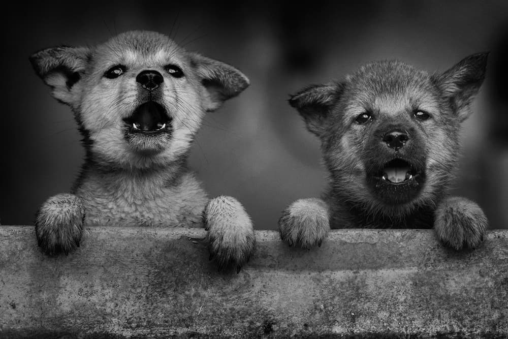 Two Peeking Puppies by Hendy Mp — canvas wall art