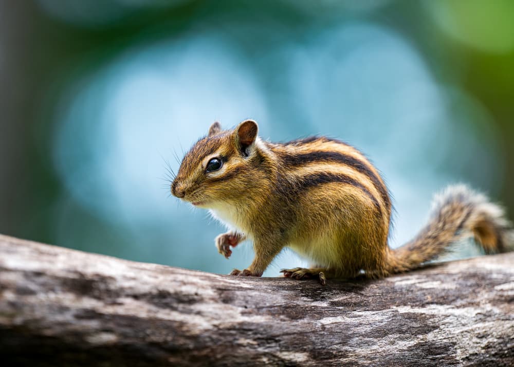 Cute Chipmunk On Branch by Hidenori Sono — canvas wall art