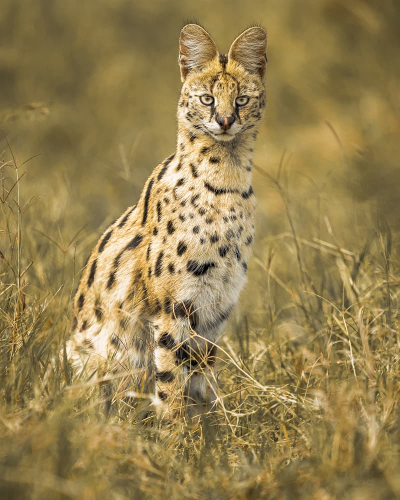 Majestic Serval Cat by Ahmed Sobhi — canvas wall art