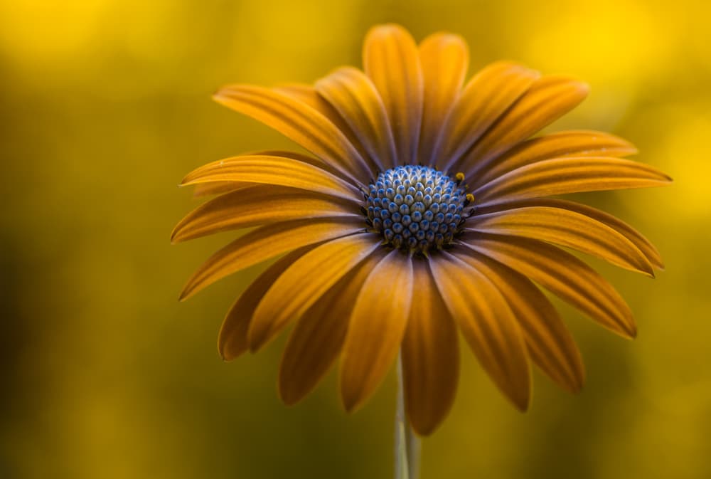 Sunshine Daisy by Mandy Disher — canvas wall art