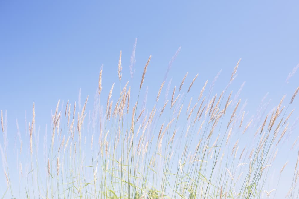 Wild Grasses Blue Sky by Lynann Colligan — canvas wall art