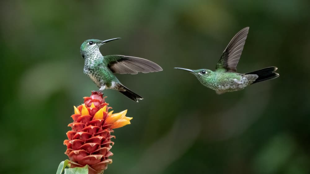 Tropical Hummingbirds Flying by Sheila Xu — canvas wall art