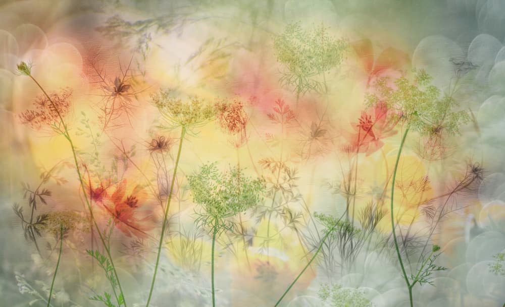 Dreamy Garden Flowers