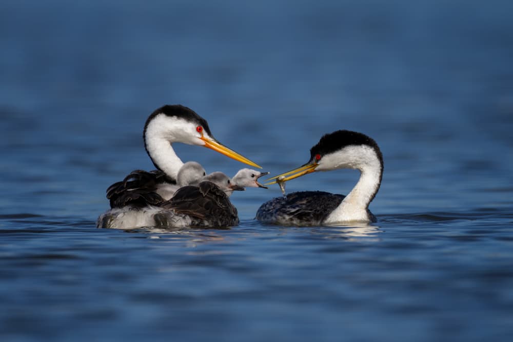 Grebe Family Feeding by Max Wang — canvas wall art