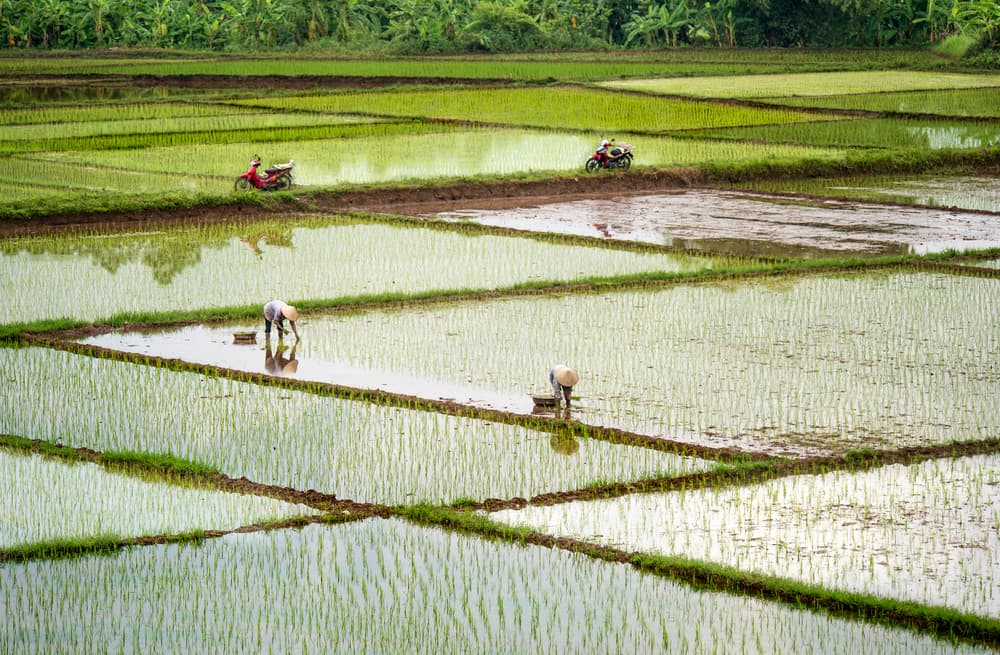 Rural Asian Rice Fields by Burak Senbak — canvas wall art