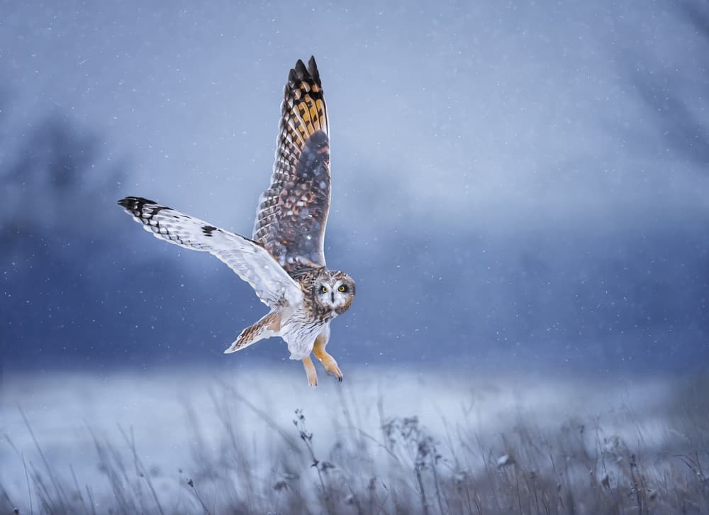 Winter Owl In Flight by Tao Huang — canvas wall art