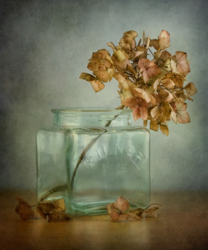 Hydrangea by Mandy Disher — canvas wall art