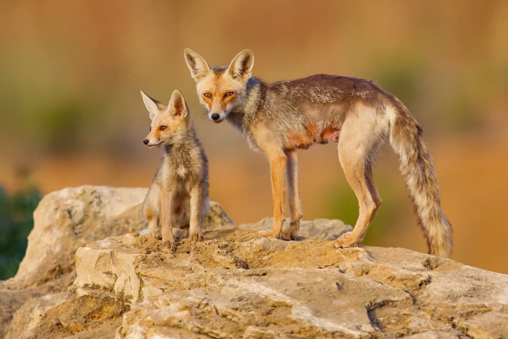 Desert Fox Family by David Manusevich — canvas wall art