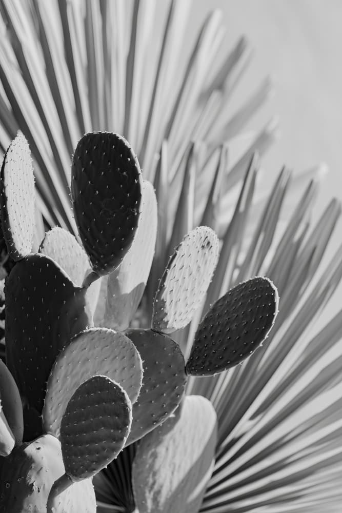 Cactus poem no 01 by Treechild — canvas wall art