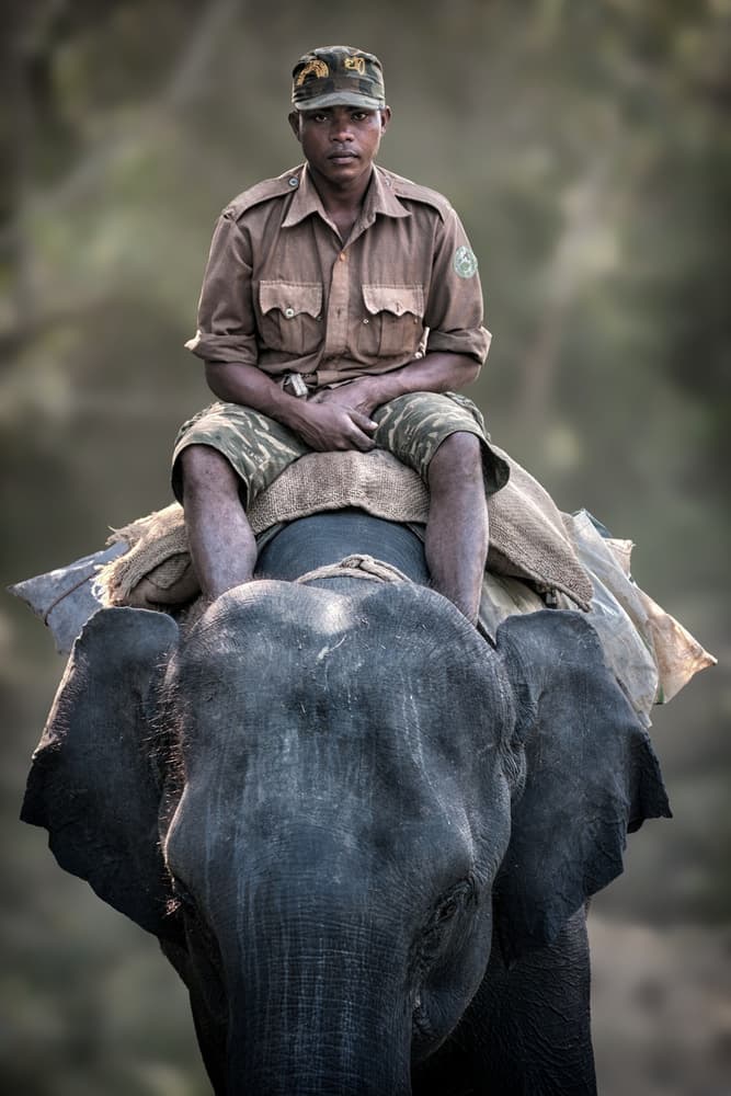 Jungle Ranger Elephant by Pavol Stranak — canvas wall art