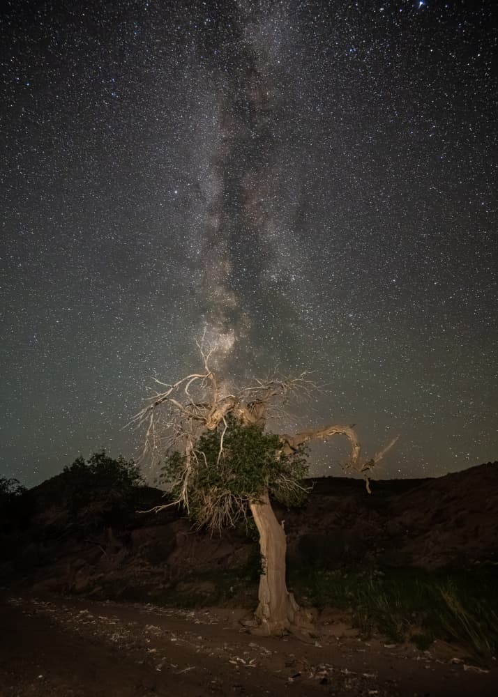Milky Way Tree by Joško Šimic — canvas wall art