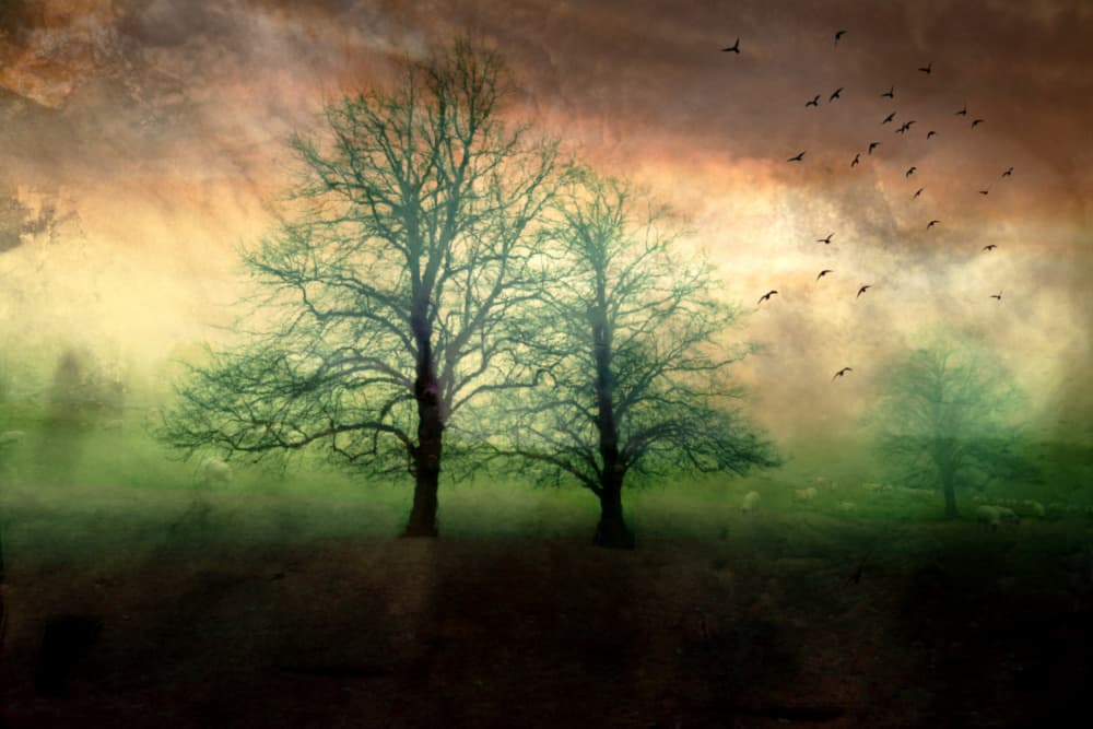 Misty Trees Golden Sky by Robert Fabrowski — canvas wall art
