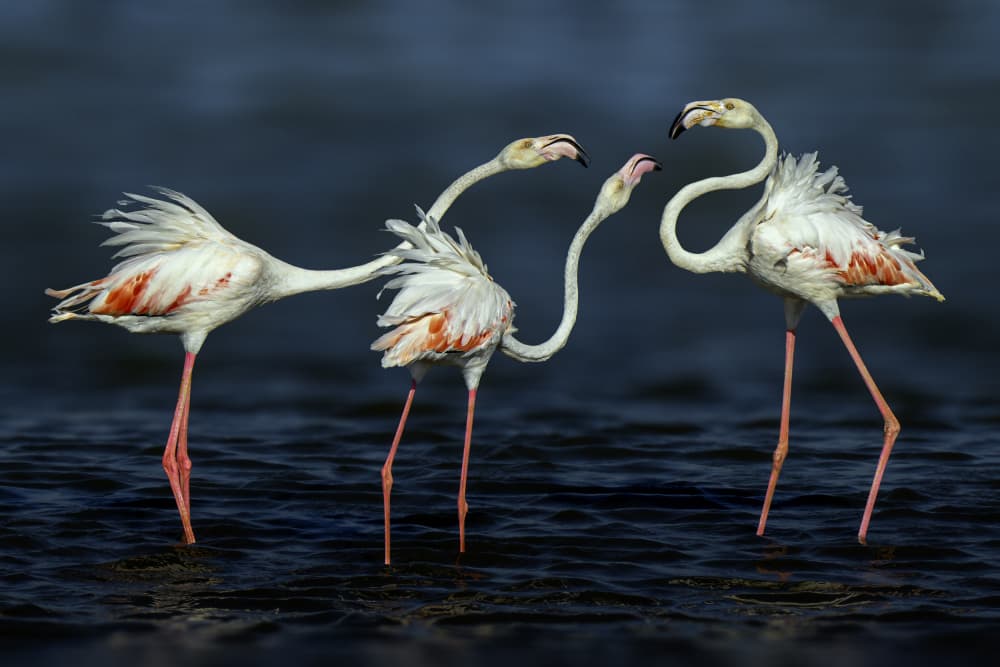 Graceful Flamingos Interaction by Mallal Moshe — canvas wall art