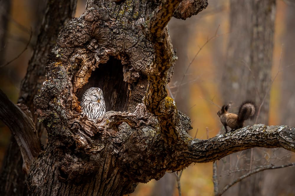 Forest Owl and Squirrel by Hung Tsui — canvas wall art
