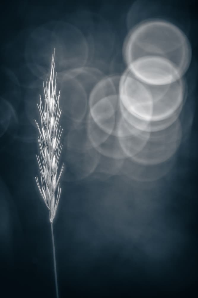 Soft Focus Plant Bokeh by Ulrike Eisenmann — canvas wall art