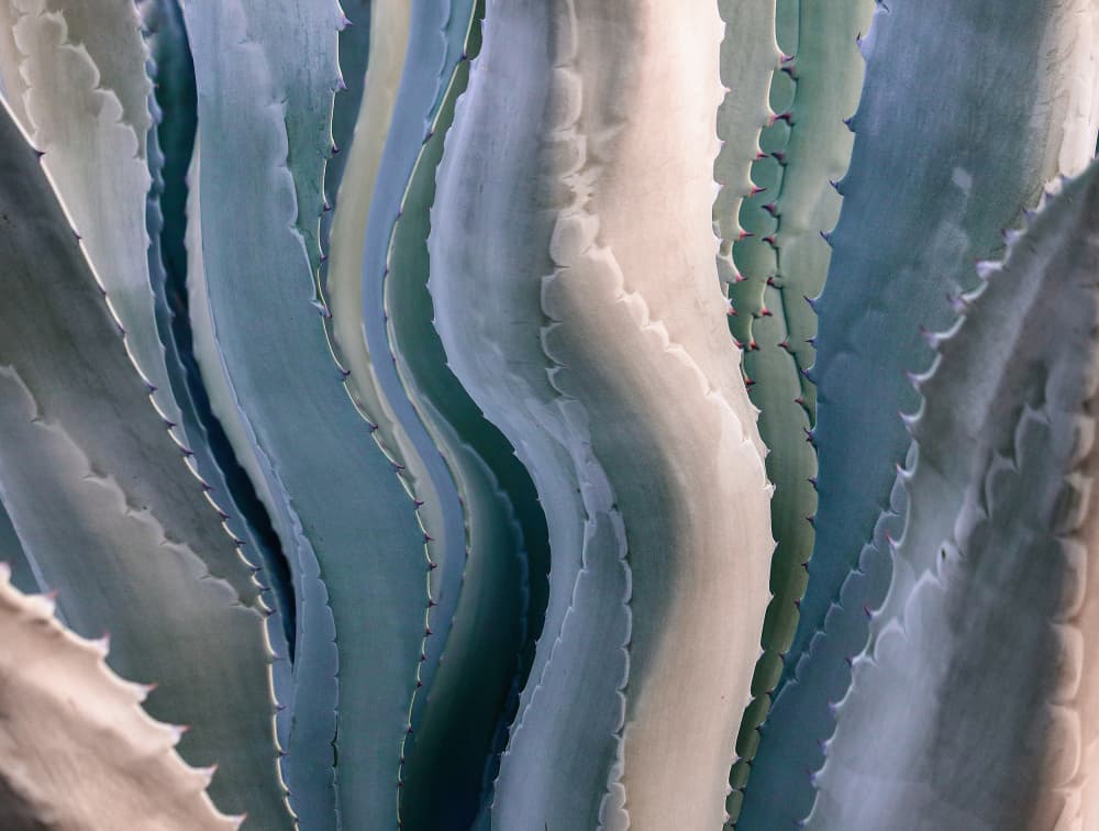 Organic Agave Curves by Robin Wechsler — canvas wall art